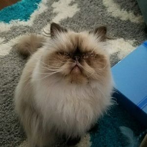 Meet your Posher, Brian